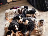 Miniature Australian Shepherd Puppies for sale in Elma, WA 98541, USA. price: $800