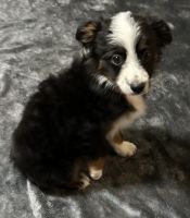 Miniature Australian Shepherd Puppies for sale in Phoenix, AZ 85051, USA. price: $500