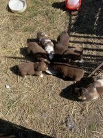 Miniature Australian Shepherd Puppies for sale in Pittsburg, Oklahoma. price: NA