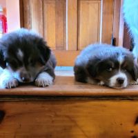 Miniature Australian Shepherd Puppies for sale in North Brookfield, Massachusetts. price: $1,800