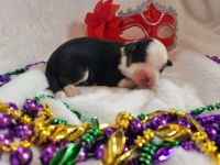 Miniature Australian Shepherd Puppies for sale in Bethany, CT 06524, USA. price: $2,500