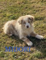 Miniature Australian Shepherd Puppies for sale in White Hall, Maryland. price: NA
