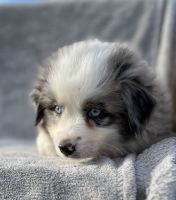 Miniature Australian Shepherd Puppies for sale in Tollesboro, Kentucky. price: $800