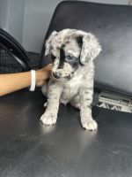 Miniature Australian Shepherd Puppies for sale in Waterbury, Connecticut. price: $1,200