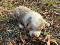 Miniature Australian Shepherd Puppies for sale in Crossville, Tennessee. price: $1,300