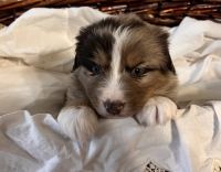 Miniature Australian Shepherd Puppies for sale in Hotchkiss, CO, USA. price: $2,000