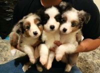 Miniature Australian Shepherd Puppies for sale in Oakley, California. price: $1,000