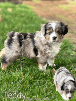 Miniature Australian Shepherd Puppies for sale in Cardington, Ohio. price: $1,200