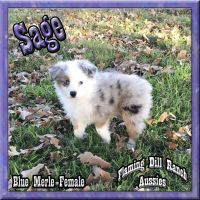 Miniature Australian Shepherd Puppies for sale in Dallas, TX, USA. price: NA