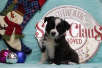 Miniature Australian Shepherd Puppies for sale in Forestburg, TX 76239, USA. price: NA