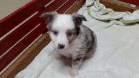 Miniature Australian Shepherd Puppies for sale in Sullivan, OH 44880, USA. price: NA