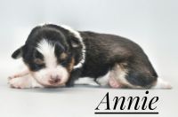 Miniature Australian Shepherd Puppies for sale in Sandy Hook, KY 41171, USA. price: NA