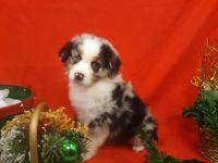 Miniature Australian Shepherd Puppies for sale in West Linn, OR, USA. price: NA