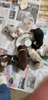 Miniature Australian Shepherd Puppies for sale in Hampton, GA 30228, USA. price: NA