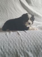 Miniature Australian Shepherd Puppies for sale in Milroy, IN, USA. price: NA