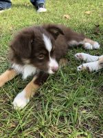 Miniature Australian Shepherd Puppies for sale in Gainesville, FL, USA. price: NA