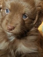 Miniature Australian Shepherd Puppies for sale in Atlanta, IN, USA. price: NA