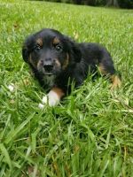Miniature Australian Shepherd Puppies for sale in Crystal Springs, MS 39059, USA. price: NA