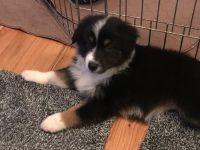 Miniature Australian Shepherd Puppies for sale in Huger, SC 29450, USA. price: NA