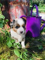 Miniature Australian Shepherd Puppies for sale in Rochester, MN, USA. price: NA