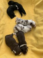 Miniature Australian Shepherd Puppies for sale in Snellville, GA 30078, USA. price: NA