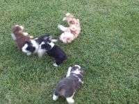 Miniature Australian Shepherd Puppies for sale in Curryville, MO 63339, USA. price: NA