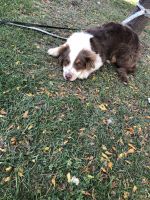 Miniature Australian Shepherd Puppies for sale in Evans Mills, NY 13637, USA. price: NA