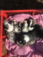 Miniature Australian Shepherd Puppies for sale in Lignum, VA 22726, USA. price: NA