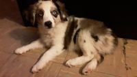 Miniature Australian Shepherd Puppies for sale in Queens, NY, USA. price: NA