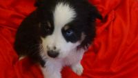 Miniature Australian Shepherd Puppies for sale in Mooresville, IN, USA. price: NA