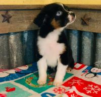Miniature Australian Shepherd Puppies for sale in Euless, TX 76040, USA. price: NA