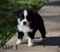 Miniature Australian Shepherd Puppies for sale in Kemp, TX 75143, USA. price: NA