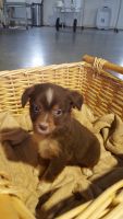 Miniature Australian Shepherd Puppies for sale in Sullivan, IL 61951, USA. price: NA
