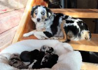 Miniature Australian Shepherd Puppies for sale in Ainsworth, NE 69210, USA. price: NA