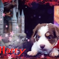 Miniature Australian Shepherd Puppies for sale in ST CLAIRSVLE, OH 43950, USA. price: NA