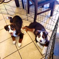 Miniature Australian Shepherd Puppies for sale in Orland, CA 95963, USA. price: NA