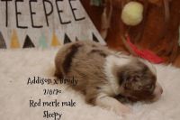 Miniature Australian Shepherd Puppies for sale in Owensboro, KY, USA. price: NA