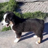 Miniature Australian Shepherd Puppies for sale in Euless, TX 76040, USA. price: NA