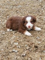 Miniature Australian Shepherd Puppies for sale in Milroy, IN, USA. price: NA