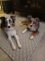Miniature Australian Shepherd Puppies for sale in Riverview, FL, USA. price: NA