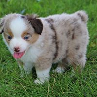Miniature Australian Shepherd Puppies for sale in 3728 E Ave Q12, Palmdale, CA 93550, USA. price: NA