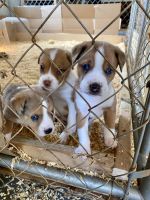 Miniature Australian Shepherd Puppies for sale in Winchester, TN 37398, USA. price: NA