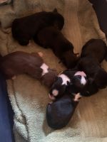 Miniature Australian Shepherd Puppies for sale in Mansfield, MO 65704, USA. price: NA
