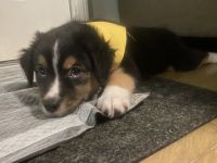 Miniature Australian Shepherd Puppies for sale in Springfield, OR 97477, USA. price: NA
