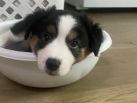 Miniature Australian Shepherd Puppies for sale in Springfield, OR 97477, USA. price: NA