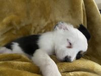 Miniature Australian Shepherd Puppies for sale in Idaho Falls, ID, USA. price: NA