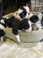 Miniature Australian Shepherd Puppies for sale in Sleepy Eye, MN 56085, USA. price: NA