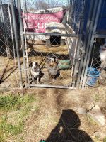 Miniature Australian Shepherd Puppies for sale in Locust Grove, OK 74352, USA. price: NA