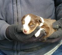 Miniature Australian Shepherd Puppies for sale in Alliance, OH 44601, USA. price: NA