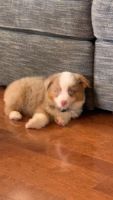 Miniature Australian Shepherd Puppies for sale in Melissa, TX, USA. price: NA